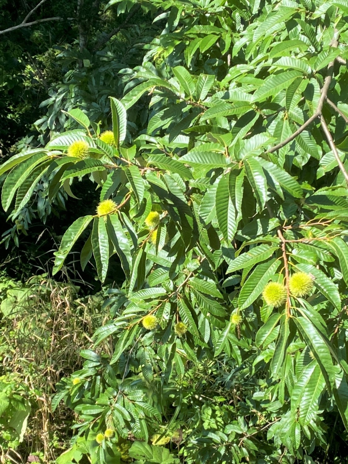 実りの秋 です 株式会社メディエーションズ